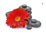 24 CE FL LMT Renewal Home Study Package: Hot Stone Massage Workshop with Medical Massage Training Elective