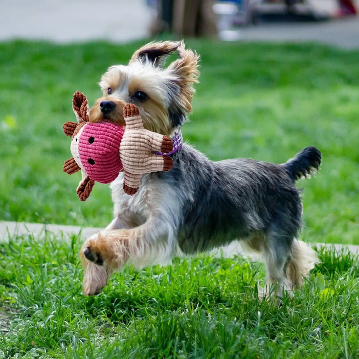 7 Pack Small Dog Toys – Meet Pawsome Playmates 🐾🦴