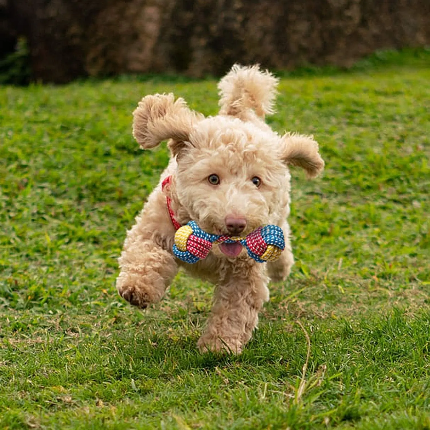 7 Pack Small Dog Toys – Meet Pawsome Playmates 🐾🦴