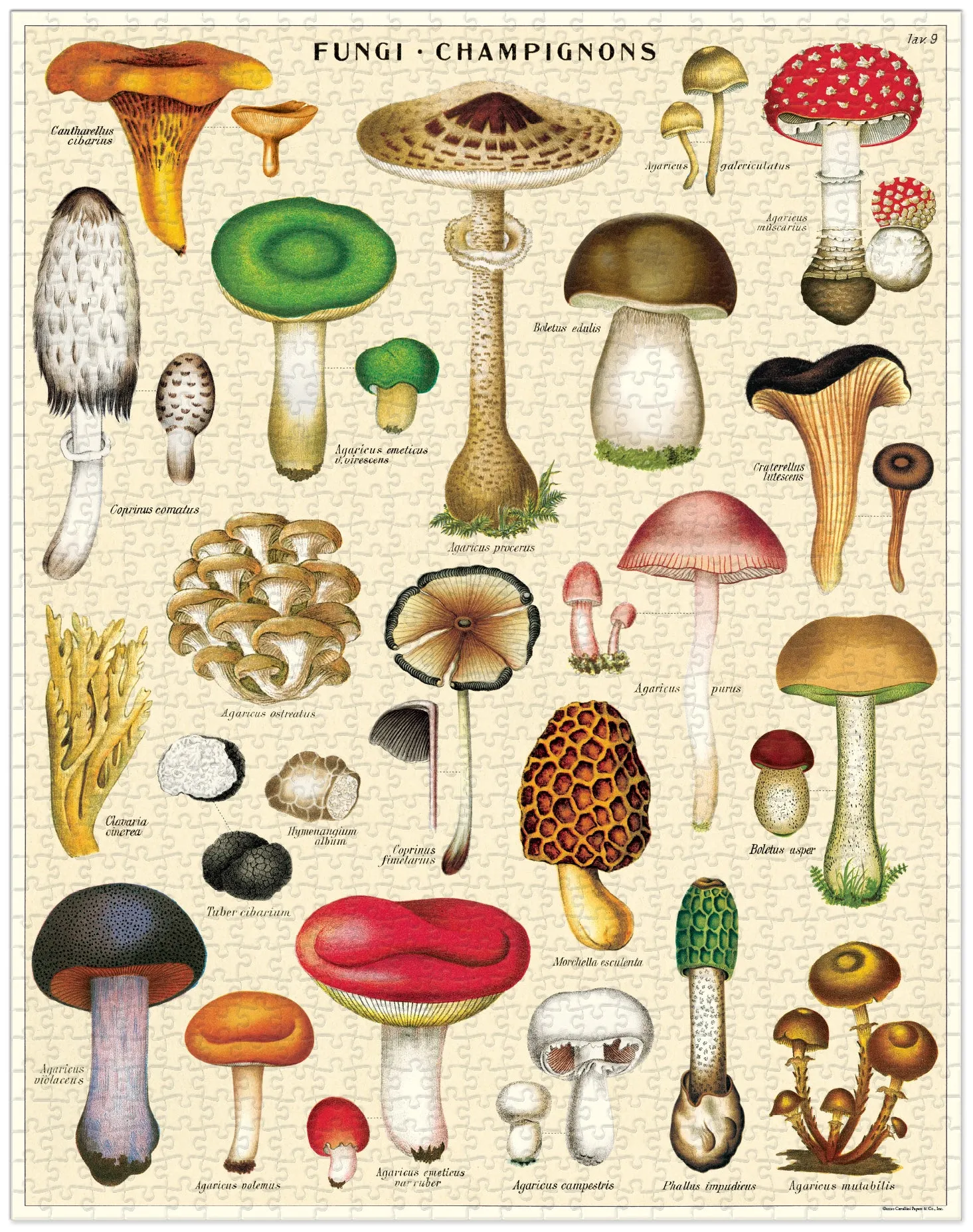 Cavallini & Co. Mushrooms 1000 Piece Puzzle