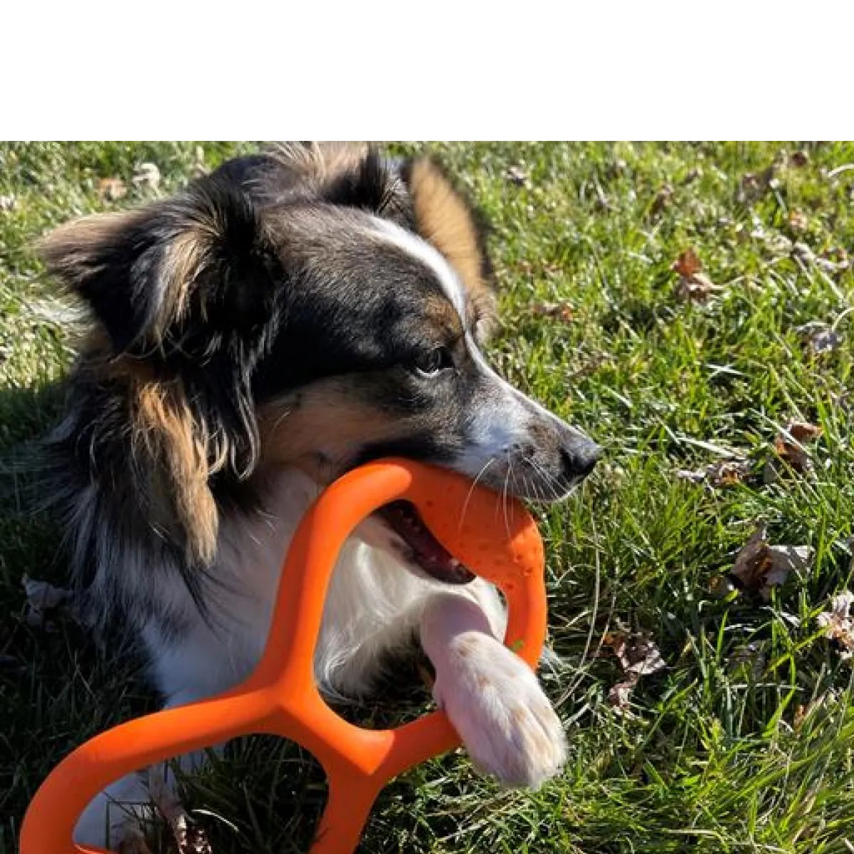 Fetch Dog Toy: Goat Natural Rubber Tug