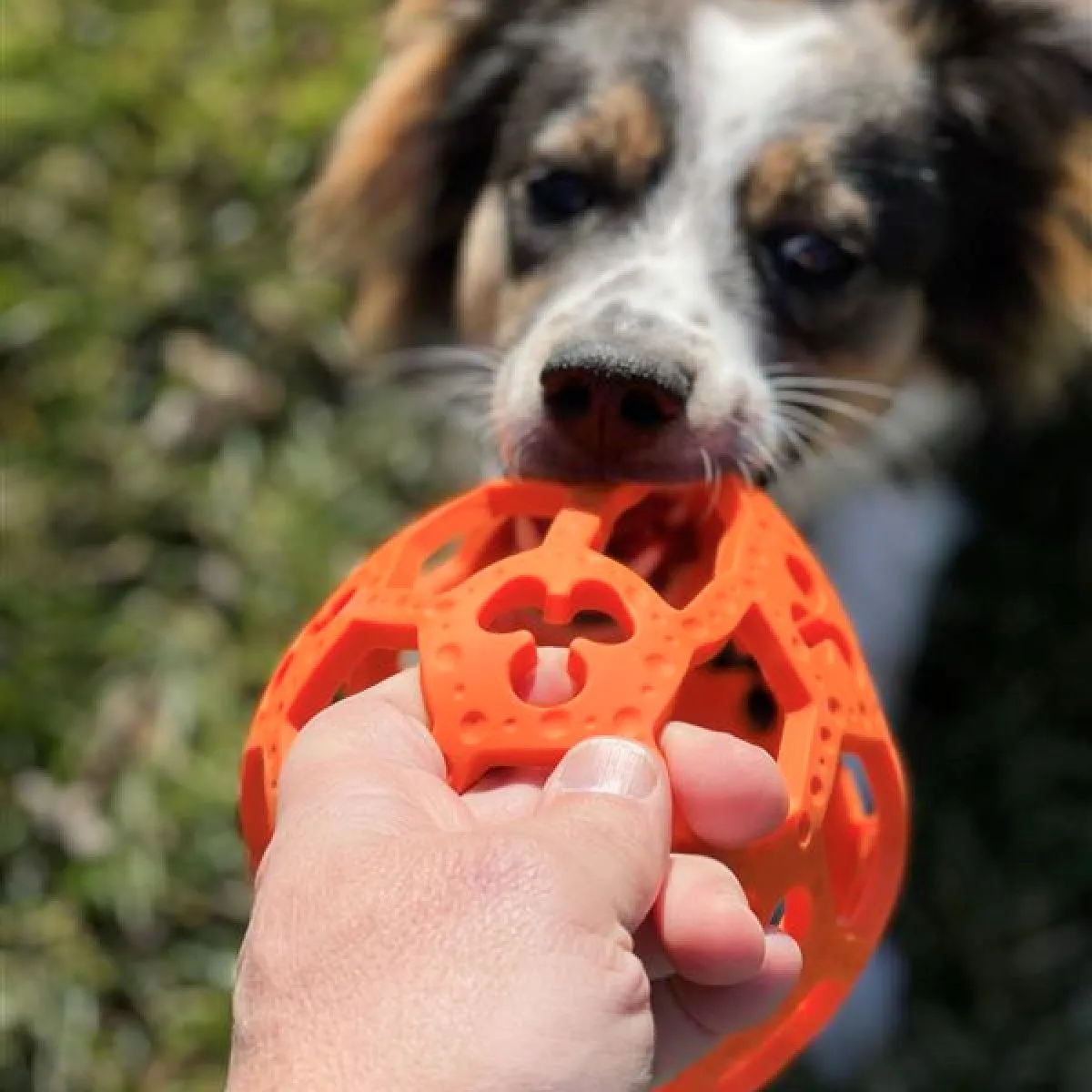 Fetch Dog Toy: Goat Sport Flex-a-Ball