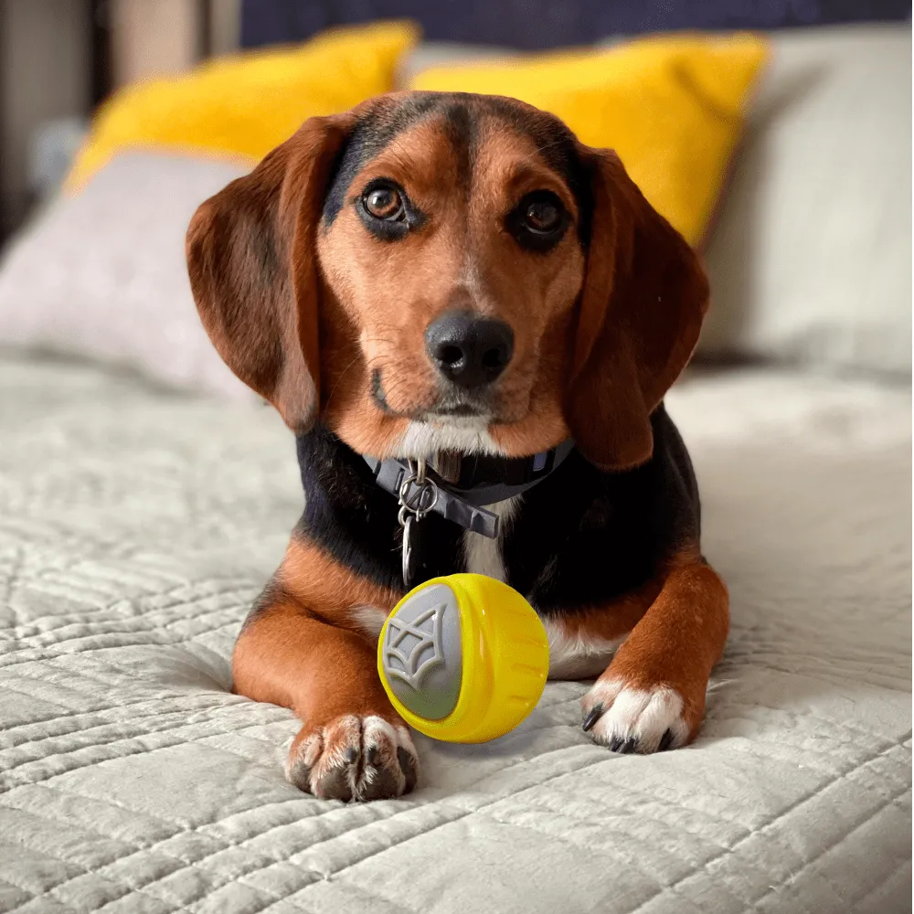 Fofos Flexy Ball Ultra Bounce and Trixie Playing Rope Toy for Dogs Combos