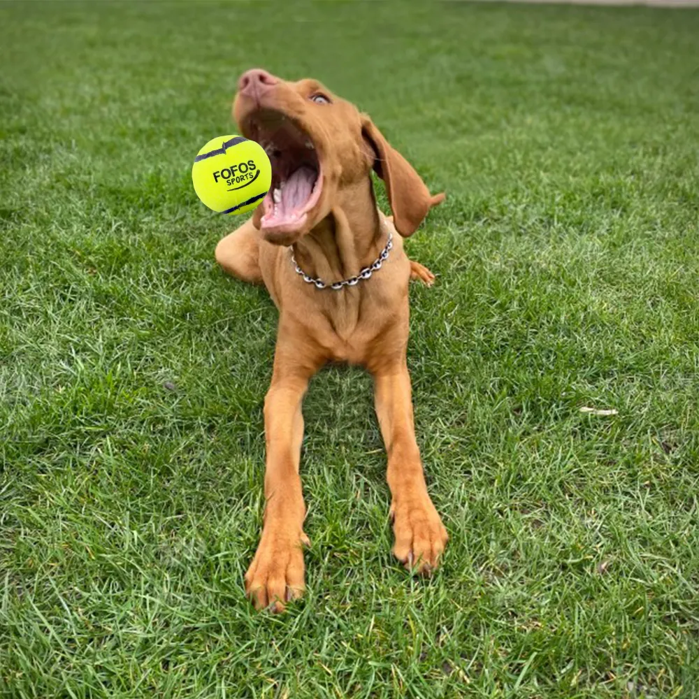 Fofos Sports Fetch Ball for Dogs