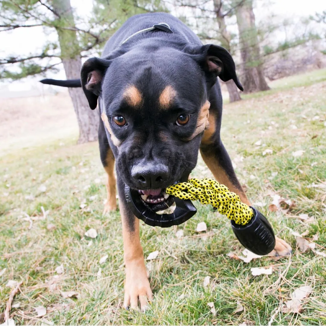 KONG Jaxx Braided Tug Tough Dog Toy