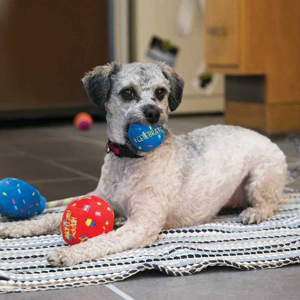 KONG Occasions Birthday Balls Dog Toy