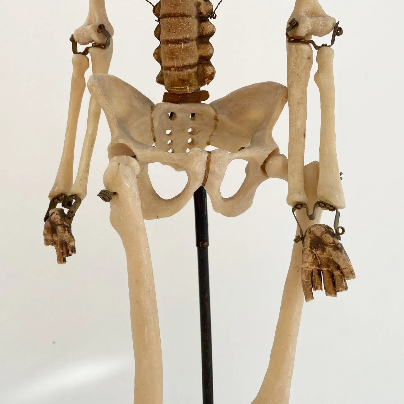 Mid Century Table Top Anatomical Skeleton by The Educational & Scientific Plastics Company