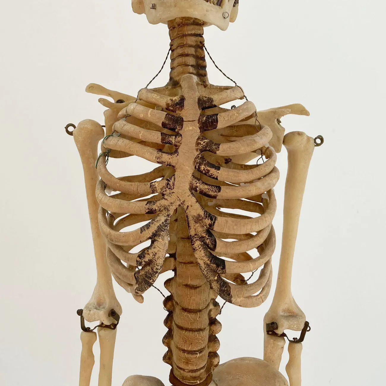 Mid Century Table Top Anatomical Skeleton by The Educational & Scientific Plastics Company