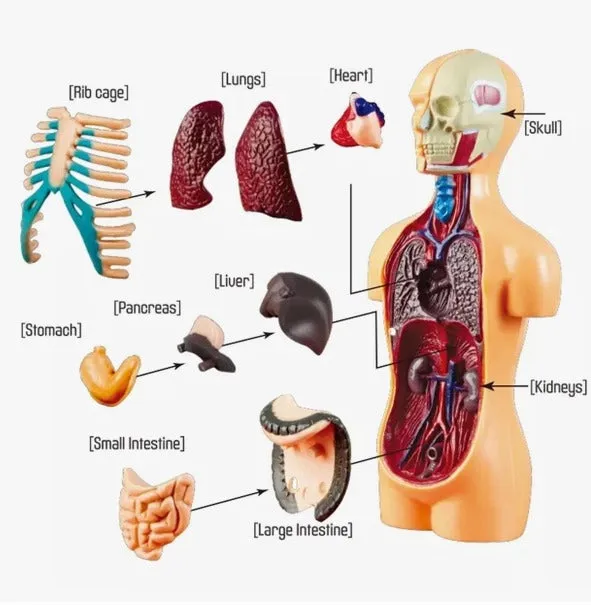 Science Technology Human Body Teaching Toy