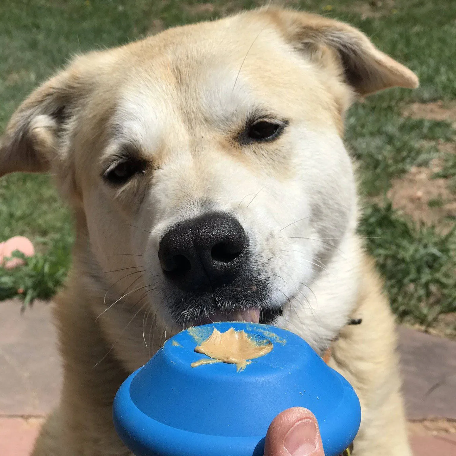 Soda Pup Flying Saucer