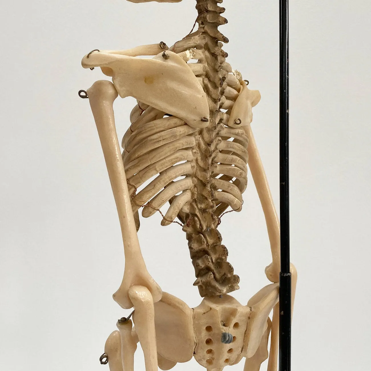 Tabletop Anatomical Skeleton in Case by Educational & Scientific Plastics Ltd