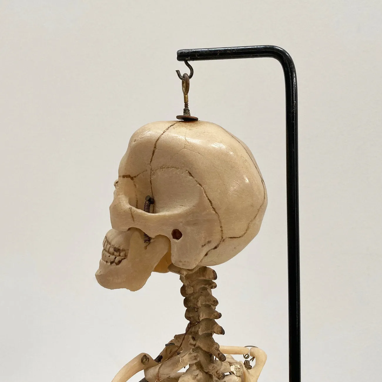 Tabletop Anatomical Skeleton in Case by Educational & Scientific Plastics Ltd