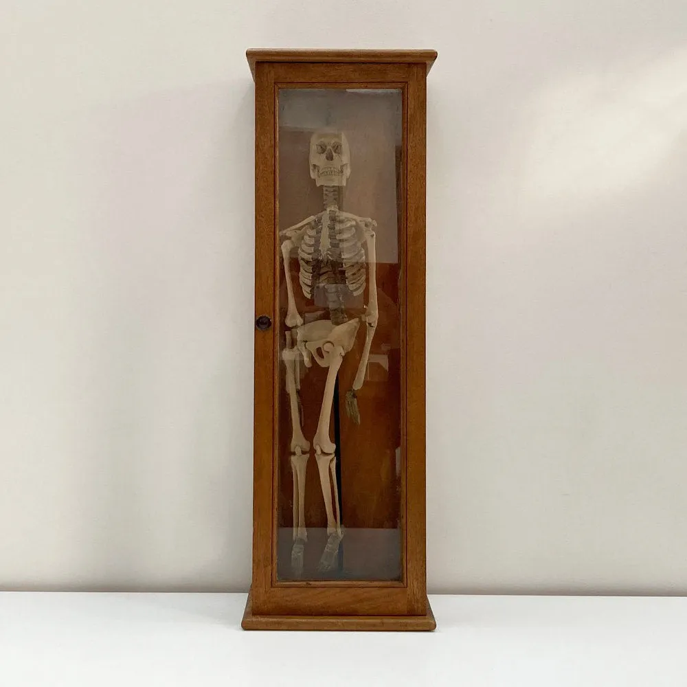 Tabletop Anatomical Skeleton in Case by Educational & Scientific Plastics Ltd