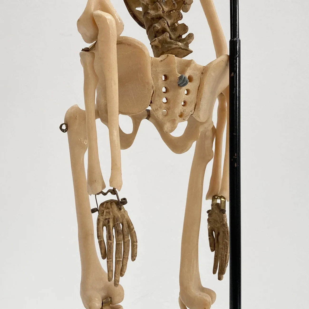 Tabletop Anatomical Skeleton in Case by Educational & Scientific Plastics Ltd