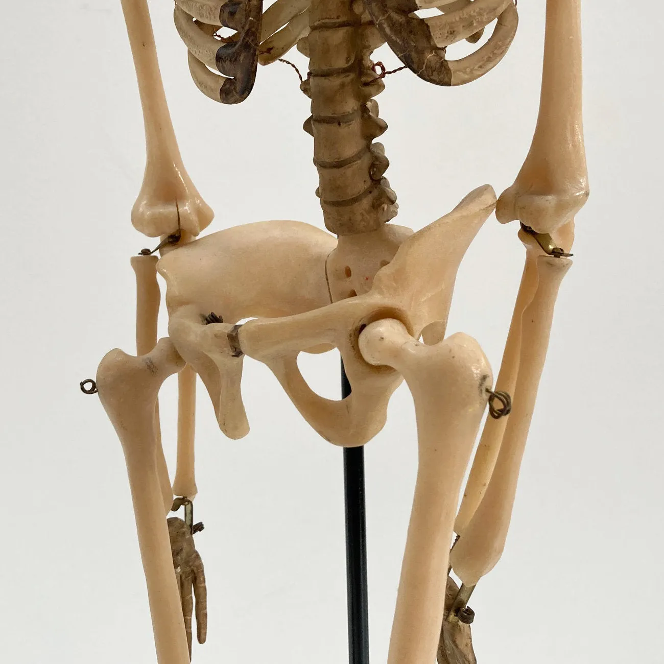 Tabletop Anatomical Skeleton in Case by Educational & Scientific Plastics Ltd