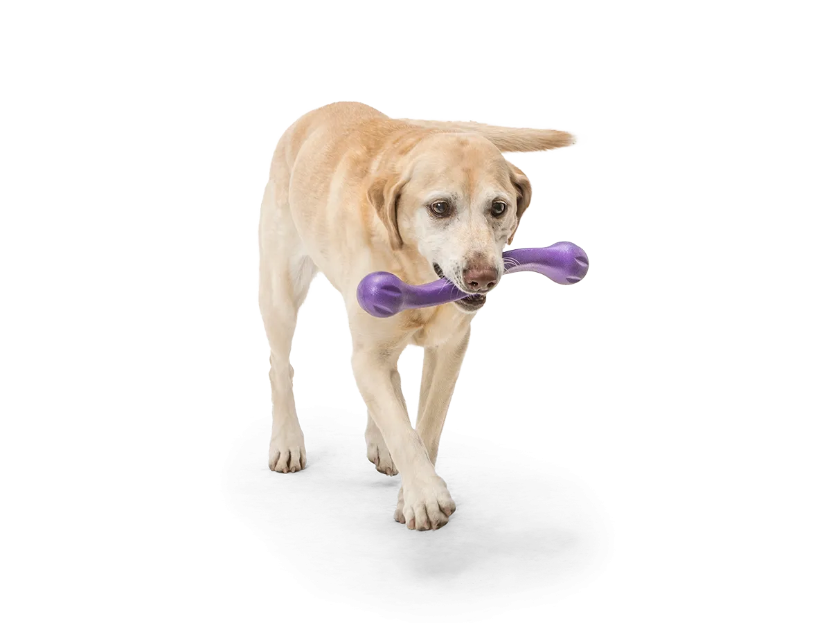 Zwig Dog Tug Toy